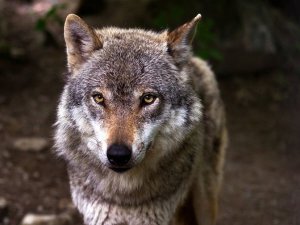 loup Brig